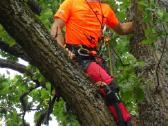 Arboristų paslaugos, medžių pjovimas, genėjimas - nuotraukos Nr. 8