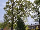 Arboristų paslaugos, medžių pjovimas, genėjimas - nuotraukos Nr. 11