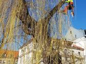Arboristų paslaugos, medžių pjovimas, genėjimas - nuotraukos Nr. 14