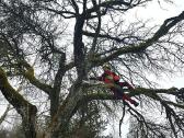 Arboristų paslaugos, medžių pjovimas, genėjimas - nuotraukos Nr. 17