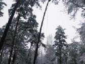 Arboristų paslaugos, medžių pjovimas, genėjimas - nuotraukos Nr. 16