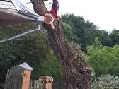Arboristų paslaugos, medžių pjovimas, genėjimas - nuotraukos Nr. 18