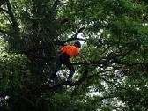 Arboristų paslaugos, medžių pjovimas, genėjimas - nuotraukos Nr. 19