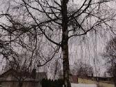 Medžių,krūmų pjovimas,genėjimas,kelmų frezavimas - nuotraukos Nr. 13