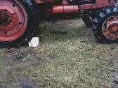 Mtz 82, 80, 50 T-25 dalimis. Ford svoriai - nuotraukos Nr. 6