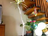 Dracena moliniame vazone - nuotraukos Nr. 3