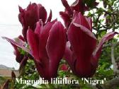 Magnolija - nuotraukos Nr. 4