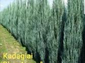 Kadagiai Blue Arrow 1.50-1.60m. Vilnius - nuotraukos Nr. 7