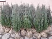 kadagys Blue Arrow 860854869 - nuotraukos Nr. 8