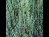 kadagys Blue Arrow 860854869 - nuotraukos Nr. 9