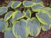 Parduodu melsves (hosta) ir pavėsio augalus - nuotraukos Nr. 14