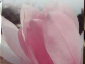 Magnolijos , azalijos, rododendrai