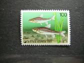 Zuvys Koreja svarus alb411 - nuotraukos Nr. 2