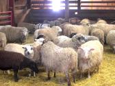 Perka Avis - nuotraukos Nr. 2
