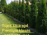 Tujos Smaragd Geriausia kaina ir kokybe Vilnius - nuotraukos Nr. 8