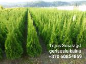 Tujos Smaragd Geriausia kaina ir kokybe Vilnius - nuotraukos Nr. 17