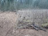 Kelmų frezavimas, apleistų sklypų tvarkymas - nuotraukos Nr. 5
