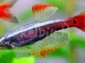 Akvariumines zuvys Nauja siunta - nuotraukos Nr. 2
