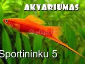 Akvariumines zuvys Nauja siunta - nuotraukos Nr. 7
