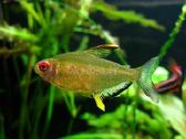 Akvariumines zuvys Nauja siunta - nuotraukos Nr. 3