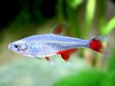 Akvariumines zuvys Nauja siunta - nuotraukos Nr. 10