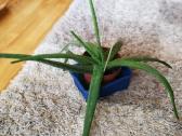 Aloe vera, alavijas, alijošius - nuotraukos Nr. 2