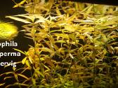 Hygrophila polysperma rosanervig - nuotraukos Nr. 2
