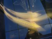 Eršketas - Albinosinė - Sterlė, mailius. Domeikava - nuotraukos Nr. 6