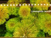 Limnophila sessiliflora