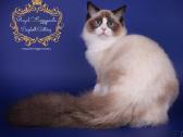 Ragdoll Veislynas Rezervacija - nuotraukos Nr. 12
