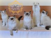 Ragdoll Veislynas Rezervacija - nuotraukos Nr. 4