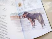 Knyga "Alšis iš Alšėnų" - nuotraukos Nr. 6