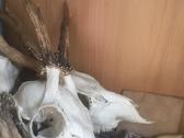 Iškamšos Kailiai Kaukolės Dantys Plunksnos Sparnai - nuotraukos Nr. 3