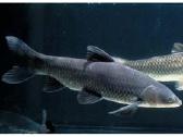 Tvenkinių žuvys – saugus siuntimas su deguonimi - nuotraukos Nr. 2