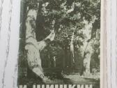 I. Šiškino tapyba atvirukų rinkinyje 1968 m. - nuotraukos Nr. 3