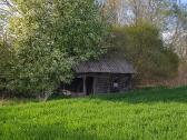 Pirtelė dūminė - nuotraukos Nr. 17