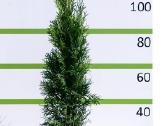 Auksciausios kokybes tujos, Nemokamas pristatymas! - nuotraukos Nr. 2