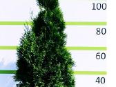 Auksciausios kokybes tujos, Nemokamas pristatymas! - nuotraukos Nr. 3