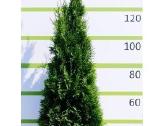 Auksciausios kokybes tujos, Nemokamas pristatymas!