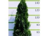Auksciausios kokybes tujos, Nemokamas pristatymas! - nuotraukos Nr. 5