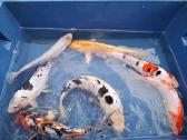 Koi karpis, mailius izuvinimui, zuvys izuvinimui - nuotraukos Nr. 2