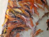 Koi karpis, mailius izuvinimui, zuvys izuvinimui - nuotraukos Nr. 6