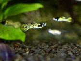Mini guppi endler tiger - nuotraukos Nr. 2