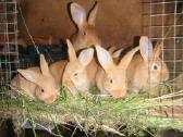 Parduodu, veisliniai sidabriniai ir burgundai - nuotraukos Nr. 9