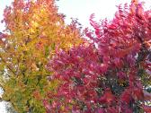 Žagrenis rūgštusis (Rhus) - nuotraukos Nr. 5