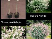 Šluotelinės Hortenzijos, Budlėjos Šilauogės - nuotraukos Nr. 4
