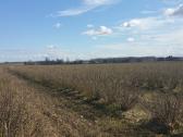 10 ha PRIEŠ - nuotraukos Nr. 5