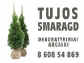 Formuoti Bonsai bonsas juodosios pušies bonsai - nuotraukos Nr. 15