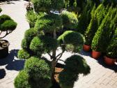 Formuoti Skiepiti pušies bonsai pinus nigra brepo - nuotraukos Nr. 2