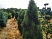 Pušis juodoji Green Tower (Pinus nigra) - nuotraukos Nr. 6